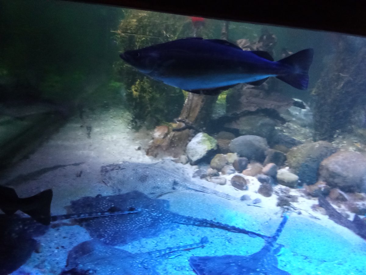 Fish in the Sea Life Blackpool