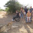 Wheelchairs and lion.