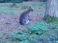 Wallaby & Joey at the park